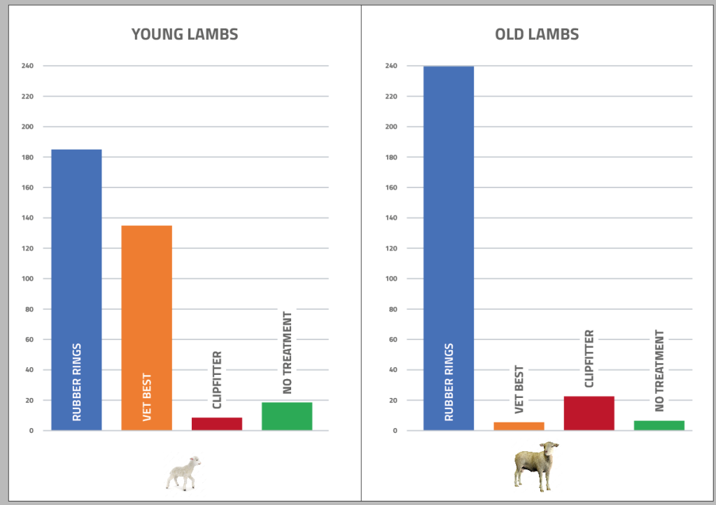 Lamb pain behaviour comparison